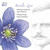 Nordic Love – Selected Songs by Jean Sibelius